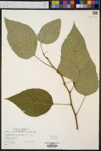 Broussonetia papyrifera image