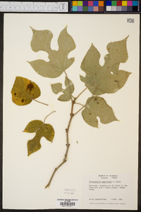 Broussonetia papyrifera image