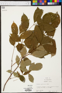 Fraxinus caroliniana image