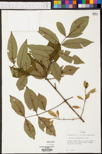 Fraxinus caroliniana image