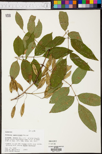 Fraxinus caroliniana image