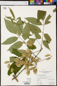 Fraxinus caroliniana image