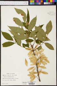 Fraxinus caroliniana image