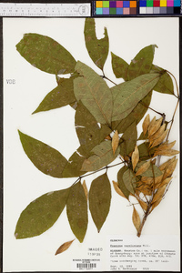 Fraxinus caroliniana image