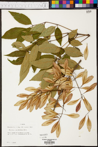 Fraxinus caroliniana image