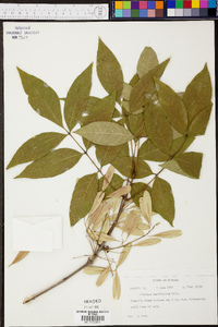 Fraxinus caroliniana image