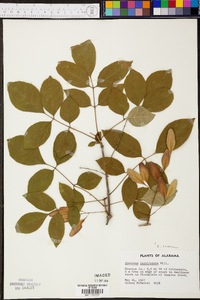 Fraxinus caroliniana image