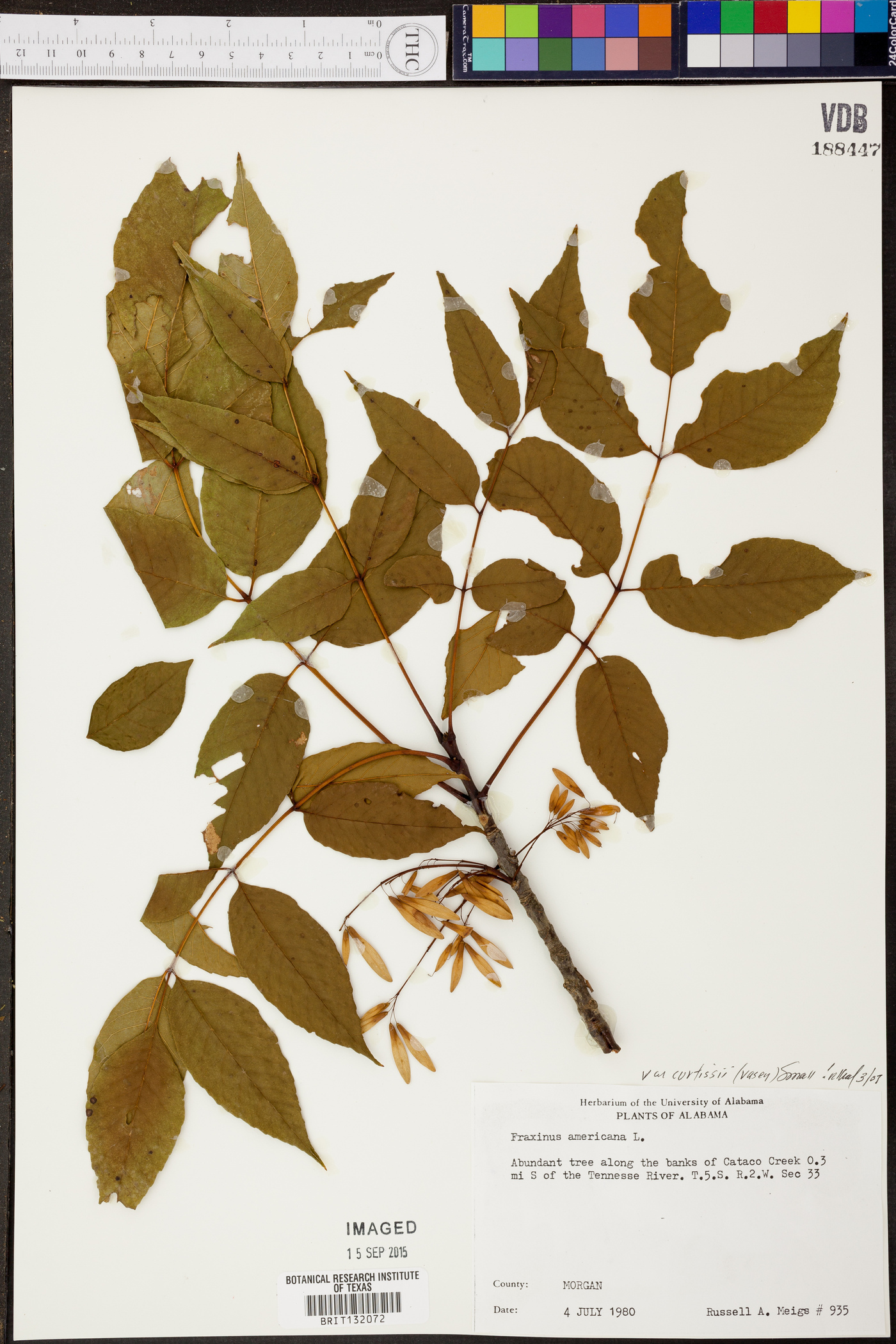 Fraxinus americana var. microcarpa image