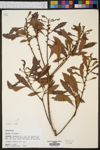 Myrica cerifera image