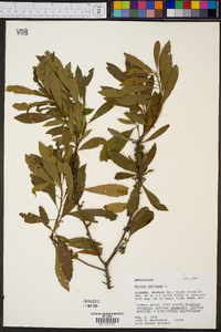 Myrica cerifera image