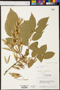 Fraxinus biltmoreana image