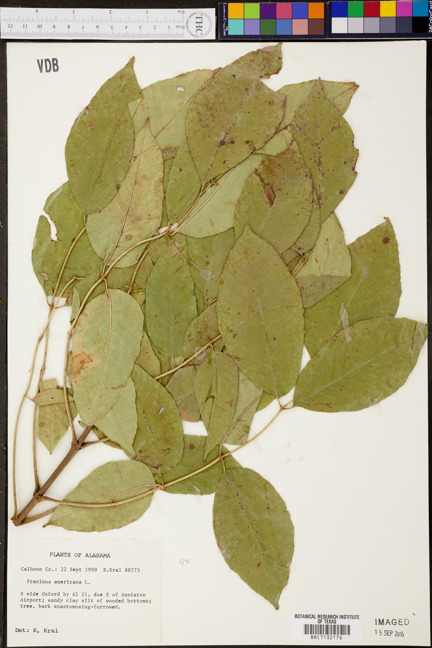 Fraxinus biltmoreana image