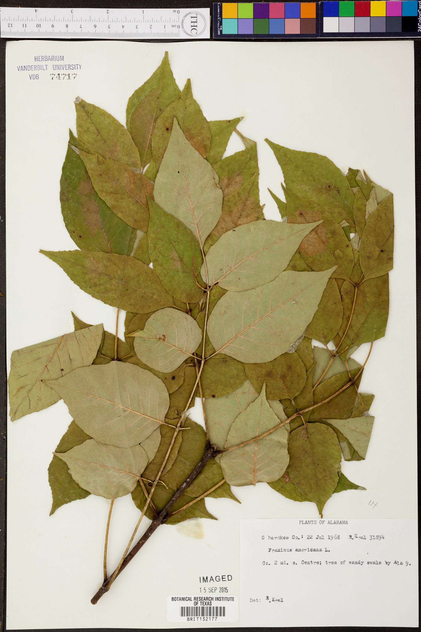 Fraxinus biltmoreana image