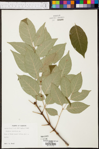 Fraxinus biltmoreana image