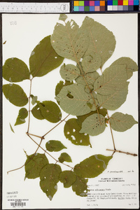 Fraxinus quadrangulata image