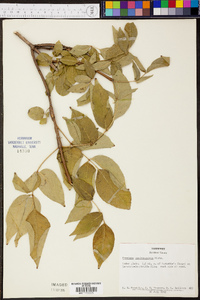 Fraxinus quadrangulata image