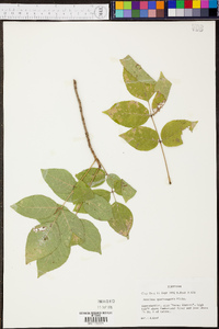 Fraxinus quadrangulata image