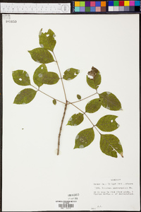 Fraxinus quadrangulata image