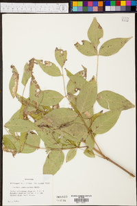 Fraxinus quadrangulata image