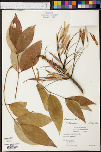 Fraxinus biltmoreana image