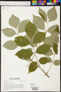 Fraxinus biltmoreana image