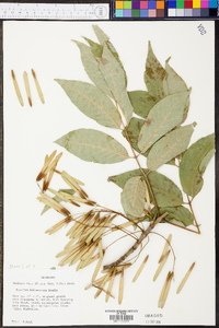 Fraxinus biltmoreana image