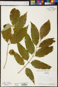 Fraxinus biltmoreana image