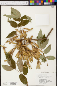 Fraxinus biltmoreana image