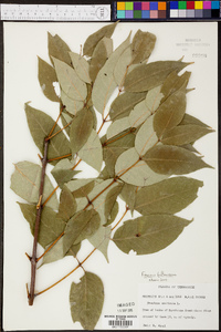 Fraxinus biltmoreana image