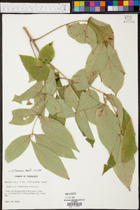 Fraxinus biltmoreana image