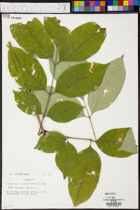 Fraxinus biltmoreana image