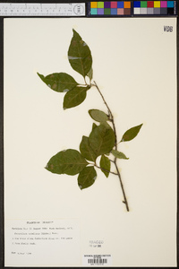 Forestiera acuminata image