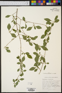 Forestiera pubescens image