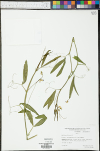 Lathyrus hirsutus image