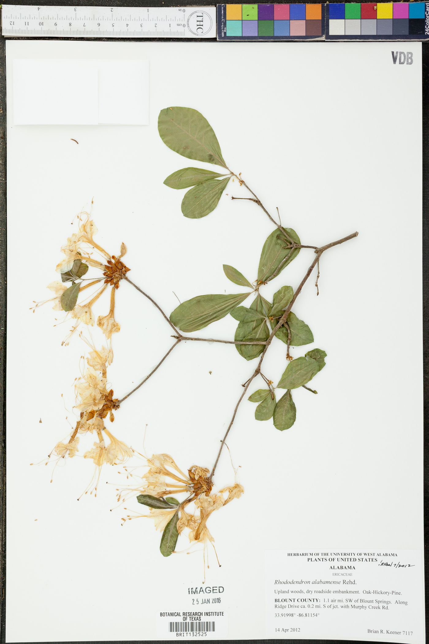 Rhododendron alabamense image