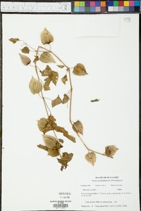 Physalis cordata image