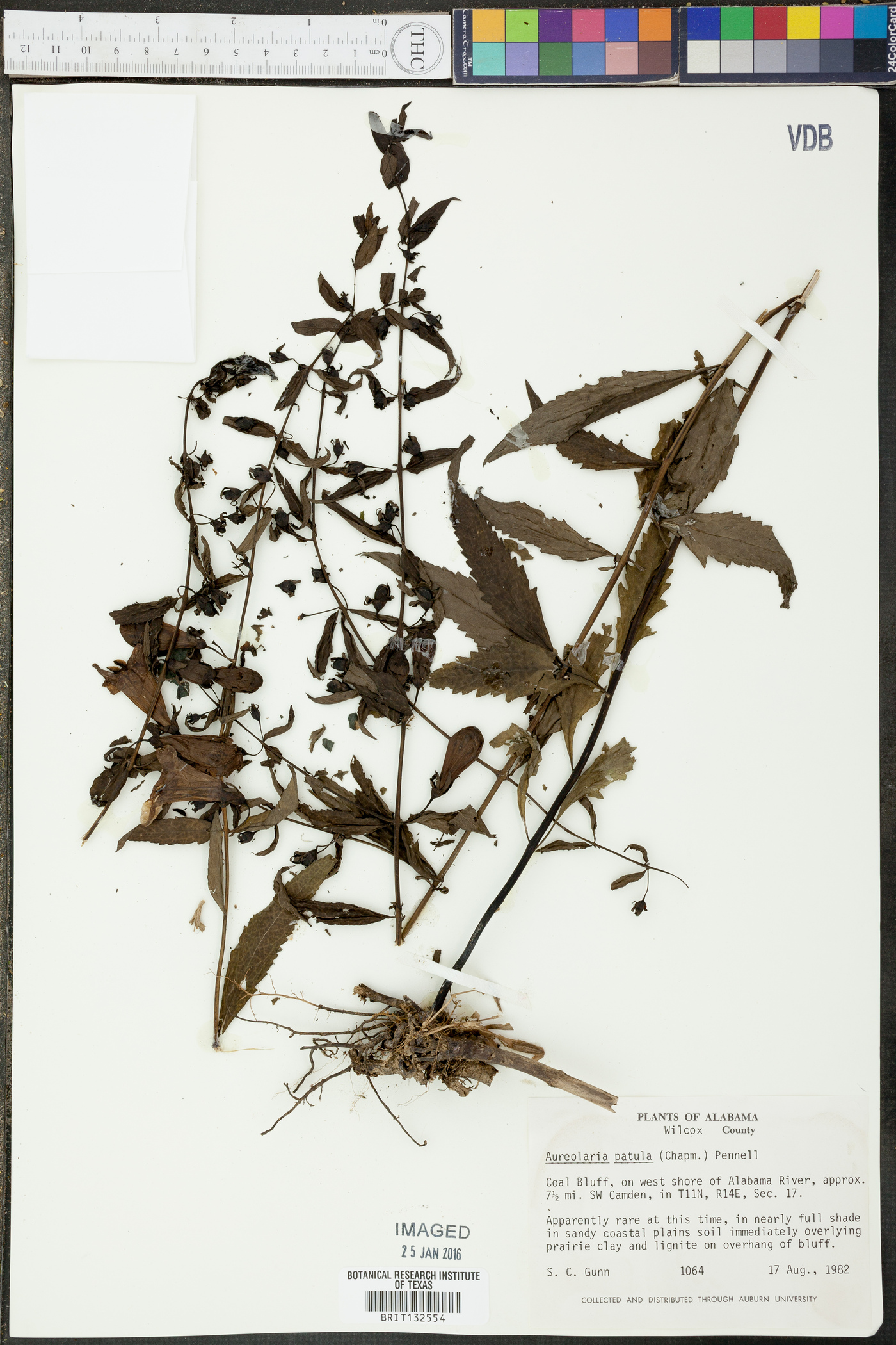 Aureolaria patula image