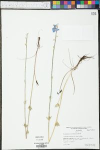 Delphinium carolinianum image