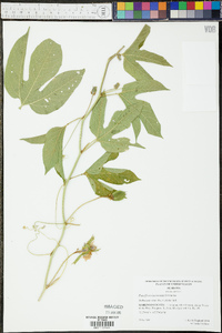 Passiflora incarnata image