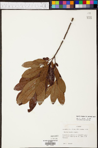 Myrica inodora image