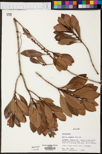 Myrica inodora image