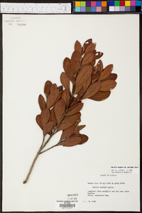 Myrica inodora image