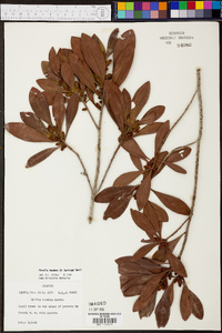 Myrica inodora image