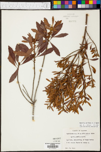Morella cerifera image
