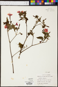 Mirabilis jalapa image