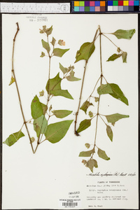 Mirabilis nyctaginea image