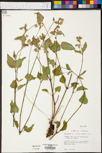 Mirabilis nyctaginea image