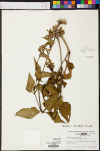 Mirabilis nyctaginea image