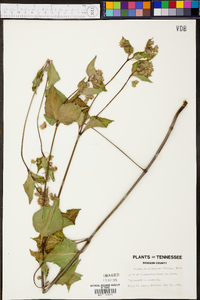 Mirabilis nyctaginea image