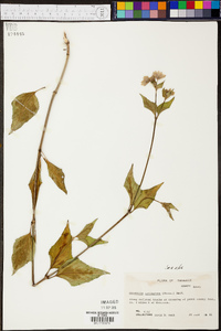 Mirabilis nyctaginea image